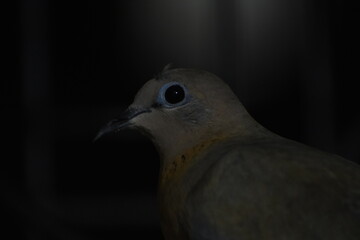 The laughing dove is a small pigeon that is a resident breeder in Africa, the Middle East, South Asia, and Western Australia where it has established itself in the wild after being released from Perth