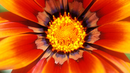 Extreme close up of Gazania flower, red