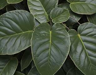 Fototapeta premium Close-up of vibrant green leafy vegetables