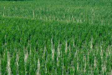 green rice field background