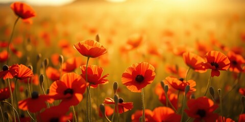 Fototapeta premium Golden Hour Poppy Field Vibrant Blooms Basking in Sunlight
