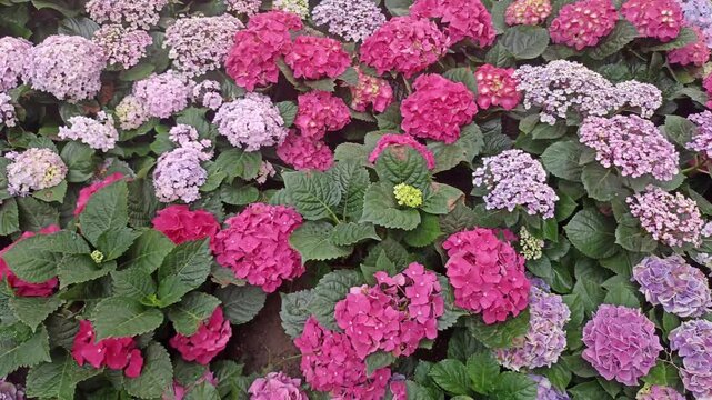 blooming purple pink hydrangea macrophylla flower field garden horticulture