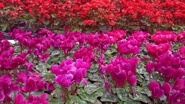 pink blooming Persian cyclamen persicum flower in garden