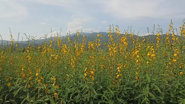 blooming Sunhemp (Crotalaria juncea ,Madras hemp) in flower meadow field. Agriculture and farming