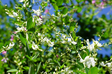 京都の仏教寺院の庭に咲く萩の花