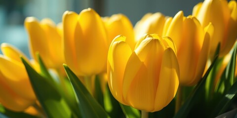Naklejka premium Vibrant Yellow Tulips Basking in Sunlight, a Close-Up View of Delicate Petals and Lush Green Foliage