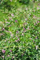 京都の仏教寺院の庭に咲く萩の花