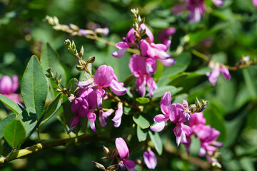 京都の仏教寺院の庭に咲く萩の花