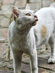 White cat with brown eyes