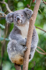 Naklejka premium The koala (Phascolarctos cinereus) is an arboreal herbivorous marsupial native to Australia.