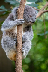 The koala (Phascolarctos cinereus) is an arboreal herbivorous marsupial native to Australia.