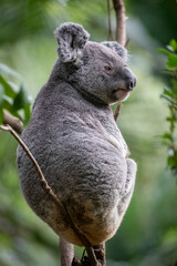 The koala (Phascolarctos cinereus) is an arboreal herbivorous marsupial native to Australia.