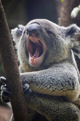 The koala (Phascolarctos cinereus) is an arboreal herbivorous marsupial native to Australia.