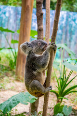The koala (Phascolarctos cinereus) is an arboreal herbivorous marsupial native to Australia.