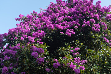 Obraz premium Bougainvillea Blossoms on a Rustic Terracotta Roof. Perfect for themes of nature, architecture, and Mediterranean landscapes. High quality photography