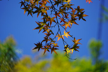 秋の気配が感じられる日本楓