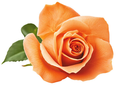Beautiful orange rose with green leaves on a transparent background