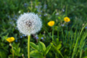 Fototapeta premium Fluffy dandelion, close-up. Spring background from dandelion flowers for publication, poster, calendar, post, screensaver, wallpaper, banner, cover, website. High quality photography