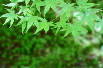 Fototapeta premium 庭を彩る緑の楓