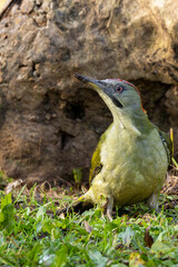 European Green Woodpecker (Picus viridis) - Found in European Woodlands and Madrid's Casa de Campo