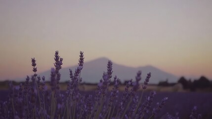 Lavender Field Sunset Mountain View