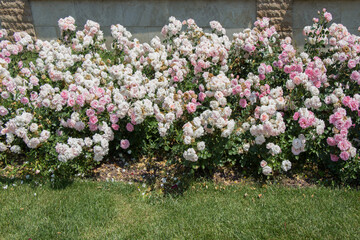 Pink roses in a botanical park in Istanbul