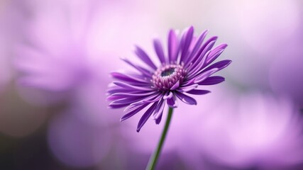 Obraz premium A single delicate purple flower, softly illuminated, stands out against a blurred background of similar hues.