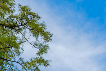 澄んだ青空と緑の木々の調和