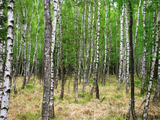 Obraz premium dichter Wald mit jungen Birken kennzeichnen den Darß, einem Nationalpark in MVP an der Ostsee