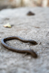 A close-up photograph of a rusty metal loop embedded in a rough, weathered concrete surface. The shallow depth of field draws attention to the texture and decay of the metal, emphasizing age