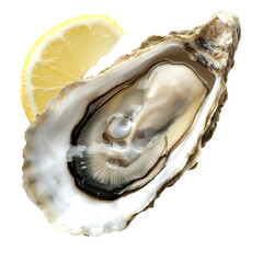 Naklejka premium Freshly Shucked Oyster with Lemon Slice on Natural Shell