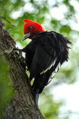 Giant Woodpecker Magellanicus taps on a tree trunk in Patagonia on the border with Tierra del Fuego between Argentina and Chile