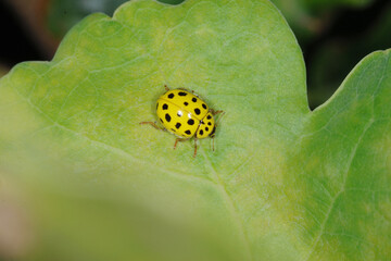 Marienkäfer, Zweiundzwanzigpunkt-Marienkäfer, Psyllobora vigintiduopunctata