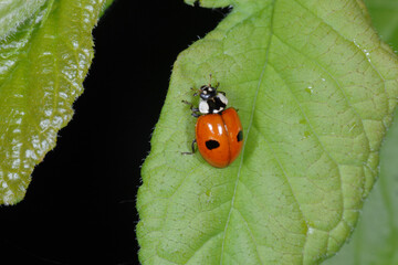 Zweipunkt-Marienkäfer,  Zweipunkt,  Adalia bipunctata