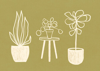 Pot plants home decor