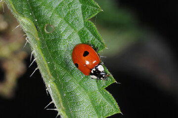 Zweipunkt-Marienkäfer,  Zweipunkt,  Adalia bipunctata