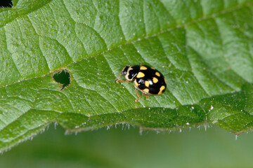 Vierzehnpunkt-Marienkäfer,  Schachbrett-Marienkäfer, Propylea quatuordecimpunctata