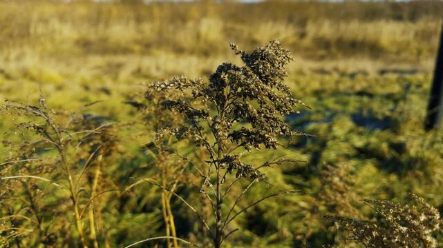 Background of dry grass in a field in nature. Dried wild cumin