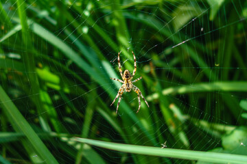 Close-up of yellow and black spider in web with a bright green background.