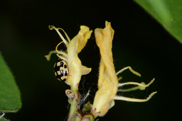 Vierzehnpunkt-Marienkäfer,  Schachbrett-Marienkäfer, Propylea quatuordecimpunctata