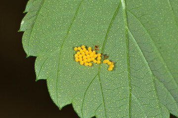 Marienkäfer, Gelege