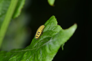 Marienkäfer, Zweiundzwanzigpunkt-Marienkäfer, Psyllobora vigintiduopunctata