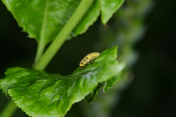 Marienkäfer, Zweiundzwanzigpunkt-Marienkäfer, Psyllobora vigintiduopunctata