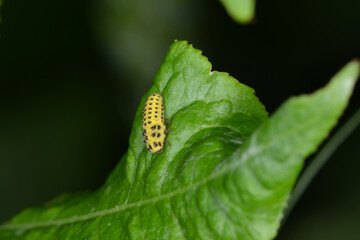 Marienkäfer, Zweiundzwanzigpunkt-Marienkäfer, Psyllobora vigintiduopunctata