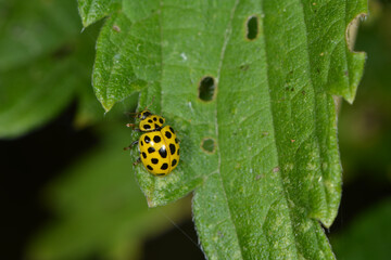 Marienkäfer, Zweiundzwanzigpunkt-Marienkäfer, Psyllobora vigintiduopunctata