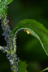 Marienkäfer, Gelege