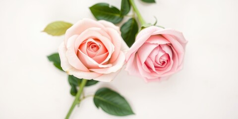 Two delicate pink roses on a white background, showcasing their soft petals and vibrant color
