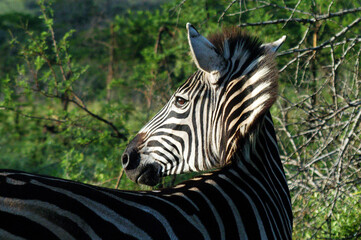 Close-up of a zebra in the nature reserve in the Kruger National Park in South Africa