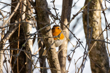 Pettirosso, Erithacus rubecula, nel giardino di casa.