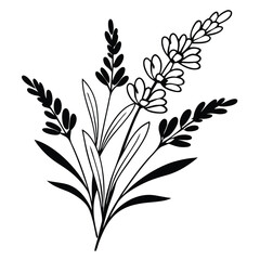 Fototapeta premium french lavender black and white silhouette vector illustration lavender herb silhouette, botanical black and white, floral line art.